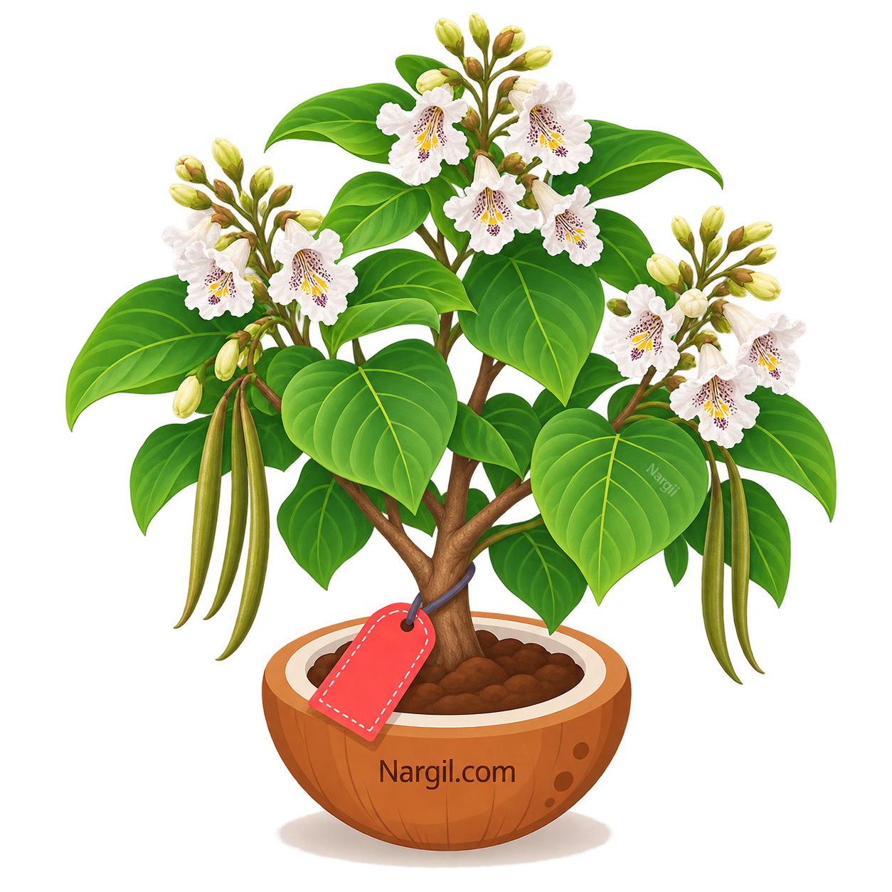 Nargil_Catalpa Bignonioides